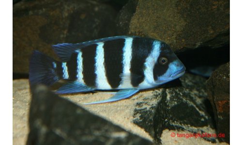 Cyphotilapia Frontosa Blue Zaire Moba